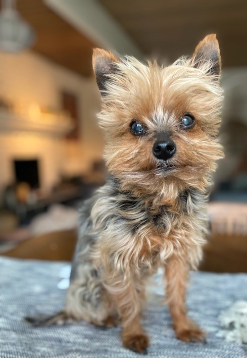 Brown and black Yorkie