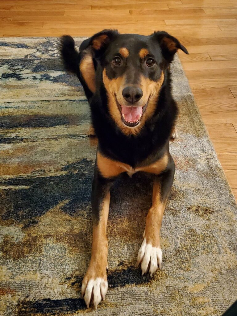 Black and Brown large dog smiling