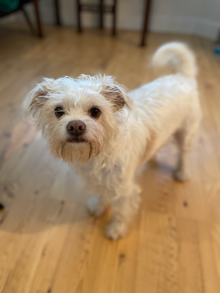 White Terrier mix dog