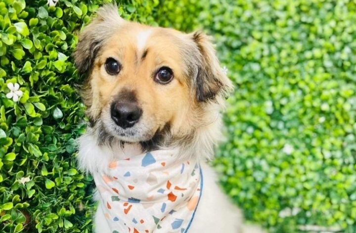 small dog with bandana