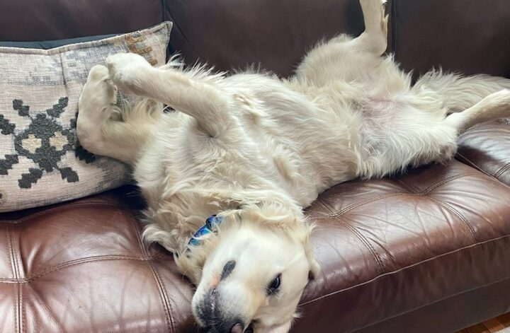 Yellow Labrador retriever lounging on back on sofa