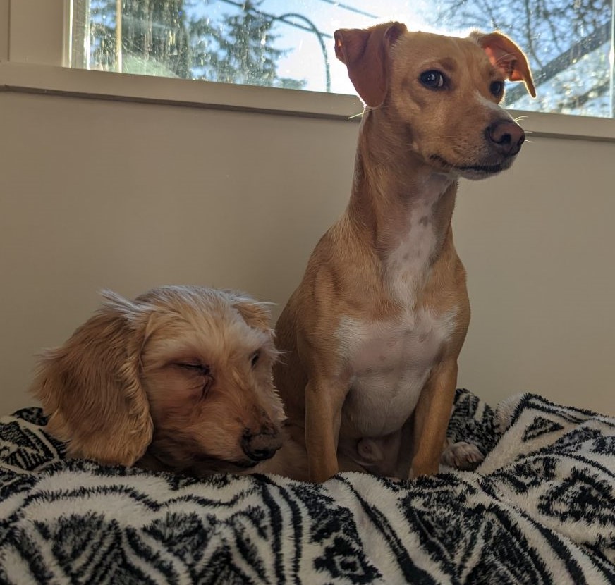 dogs on a blanket