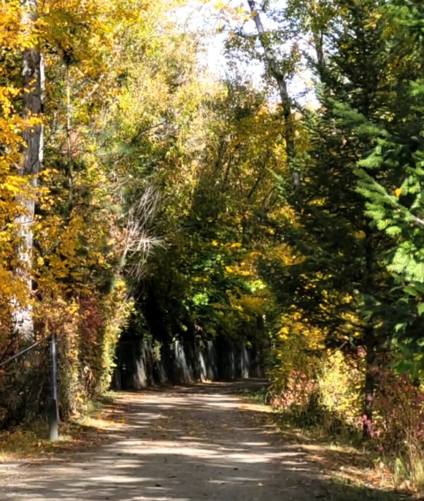 tree lined wide path